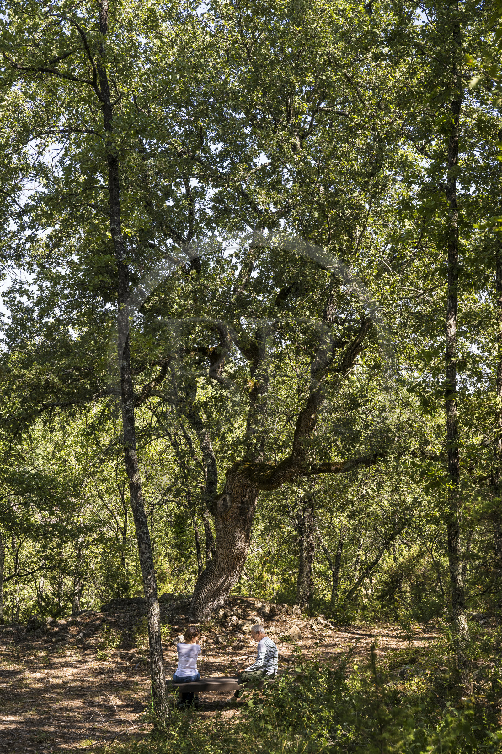 France, Var (83), Provence Verte, Bras, Académie du Bain de Forêt Provençale, forêt du domaine Le Peyrourier - une campagne en Provence