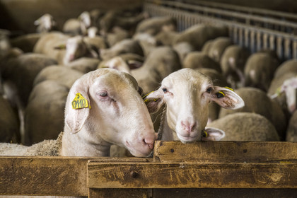 France, Aveyron (12), parc naturel régional des Grands-Causses, Versols-et-Lapeyre, ferme d'Hermilix, brebis Lacaune dont le lait sert pour l'élaboration du roquefort AOP