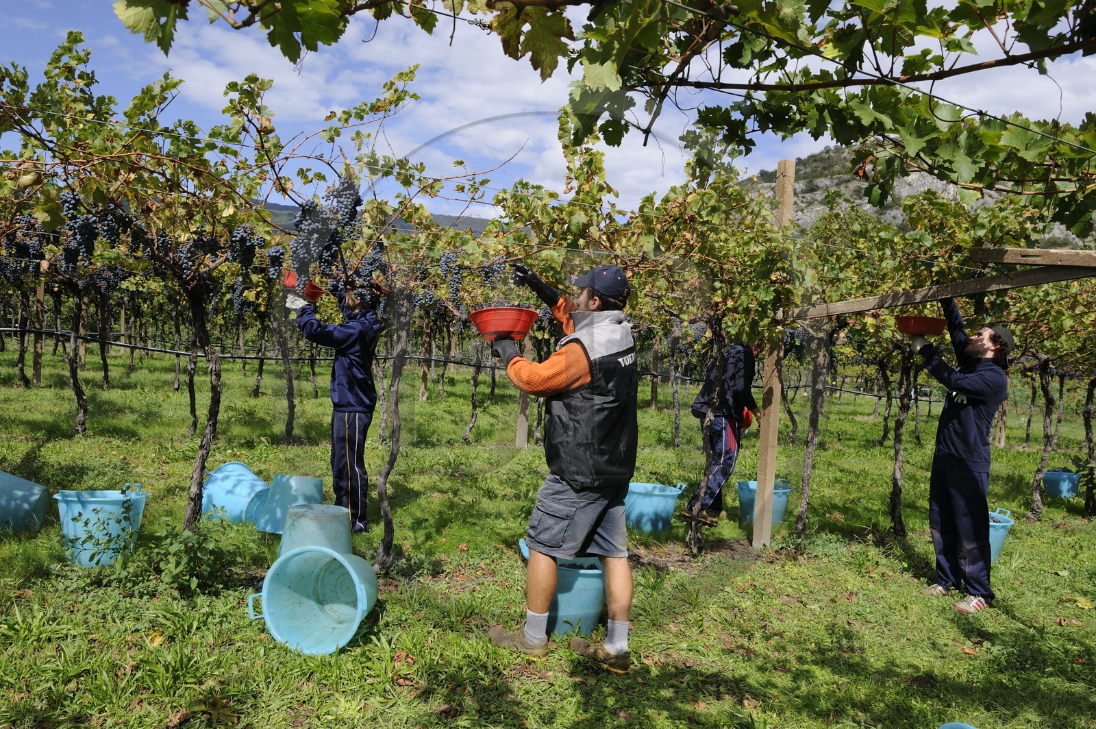 Italie, province de Vérone, Rivoli Veronese, vendanges dans les vignobles