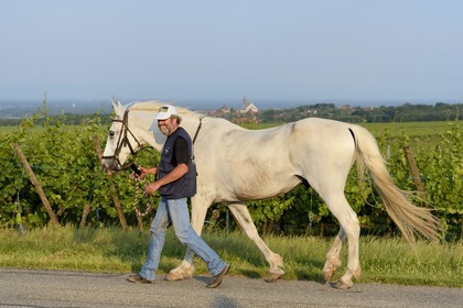 France, Bas Rhin, the Alsace Wine Route, Andlau, man and his horse