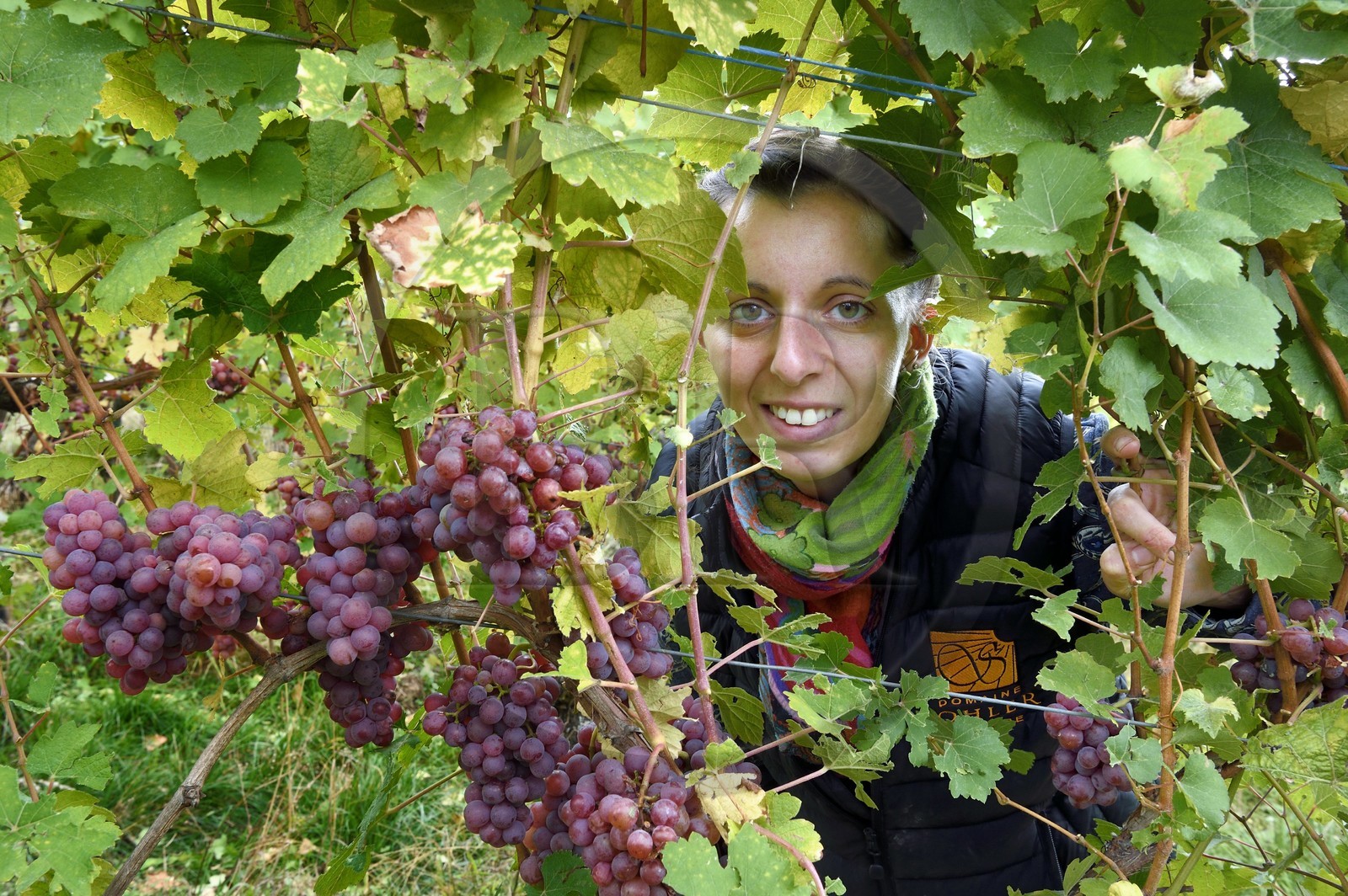 France, Bas-Rhin (67), Route des vins d'Alsace, Nothalten, vendanges sur une parcelle de gewurztraminer du Domaine viticole Philippe Sohler à Epfig, la viticultrice Lydie Sohler