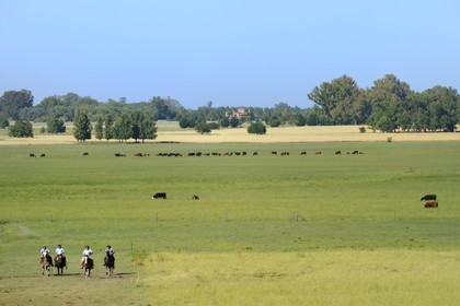 Argentine, province de Buenos Aires, San Antonio de Areco, estancia La Bamba de Areco, gauchos à cheval dans la pampa