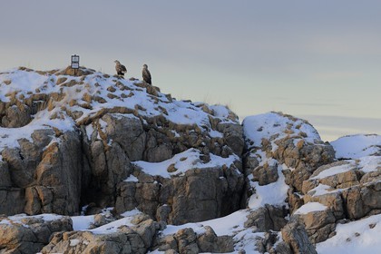 Norvège, Nordland, iles des Westeralen, région de Myre, Pygargue à queue blanche appelé également grand aigle de mer ou aigle barbu