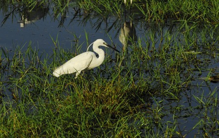 Egypt, Upper Egypt, Nubia, Nile Valley, Aswan, west bank, Little Egret (Egretta garzetta)