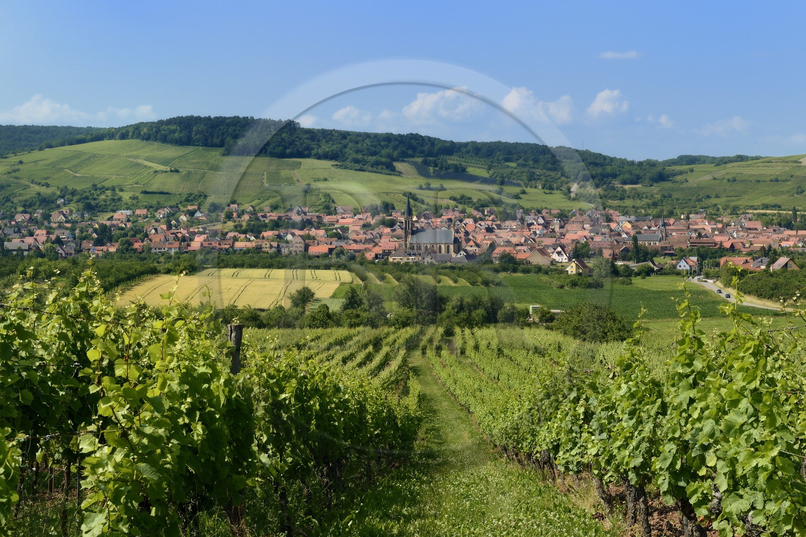 France, Bas-Rhin (67), Route des Vins d'Alsace, Westhoffen, le village et son vignoble