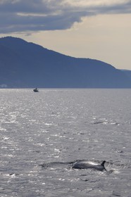 Canada, province de Québec, région de Manicouagan, Tadoussac, baleine à bosse dans le golf du Saint-Laurent