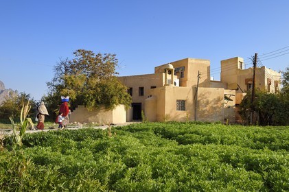 Sultanat d'Oman, Gouvernorat d'Al-Batina du Sud, Hajar occidental, Wadi Mistall, culture en terrasses au dessus du village de Wakan (Wukan), champs de fèves et lentilles
