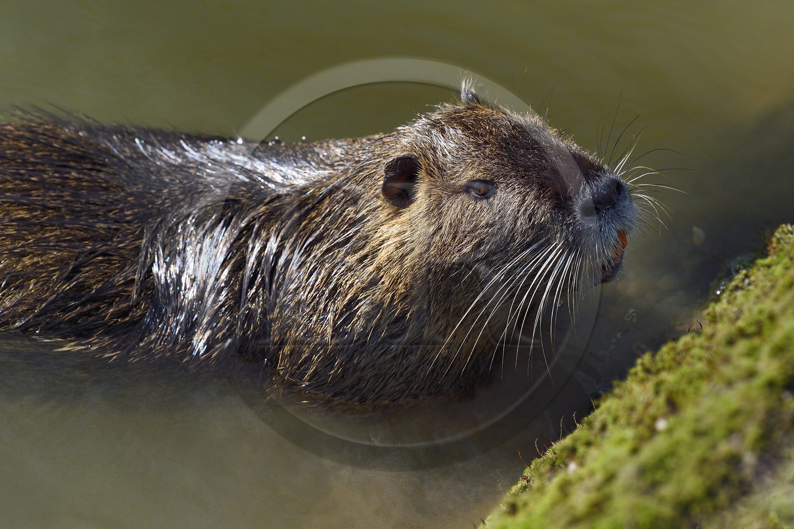 France, Val-de-Marne (94), les bords de Marne, Bry-sur-Marne, Ragondin (Myocastor coypus)