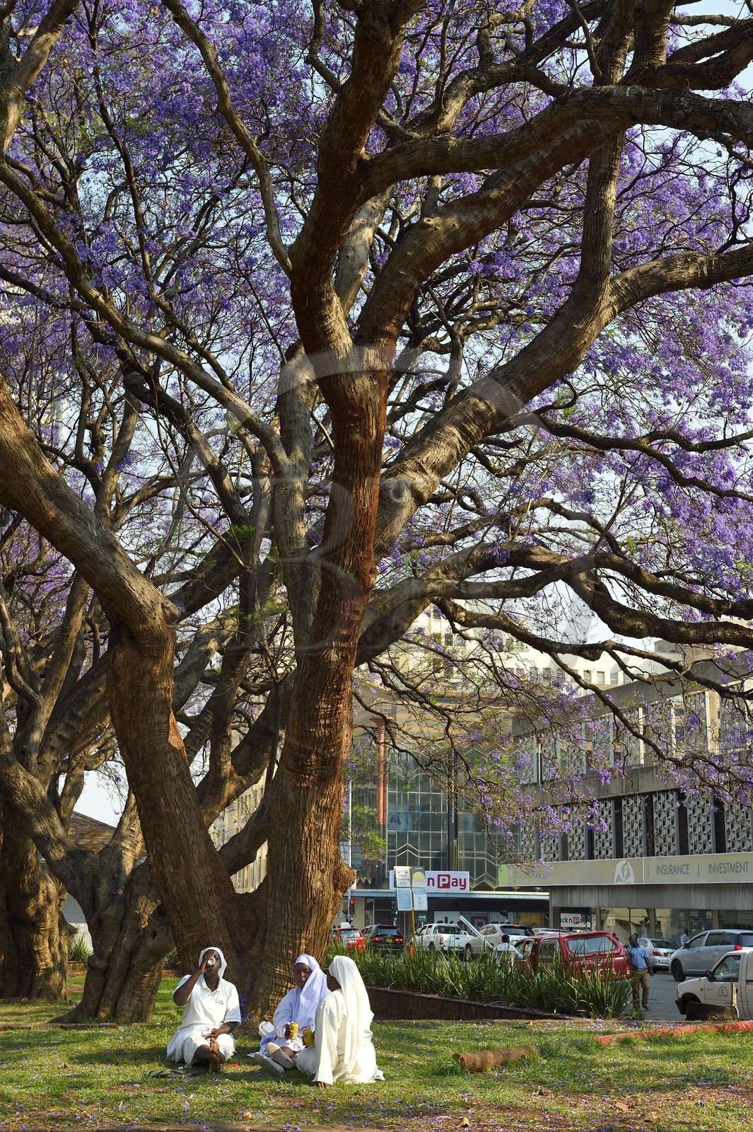 Zimbabwe, Harare, African Unity Square (anciennement Cecil Square), religieuses se reposant sous un jacaranda