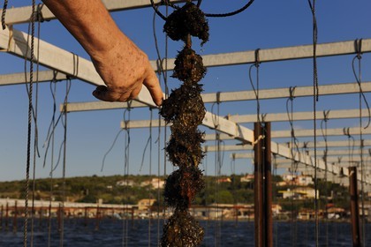France, Hérault (34), Bouzigues, étang de Thau, l'élevage en suspension sur des cordes dans le parc à huîtres