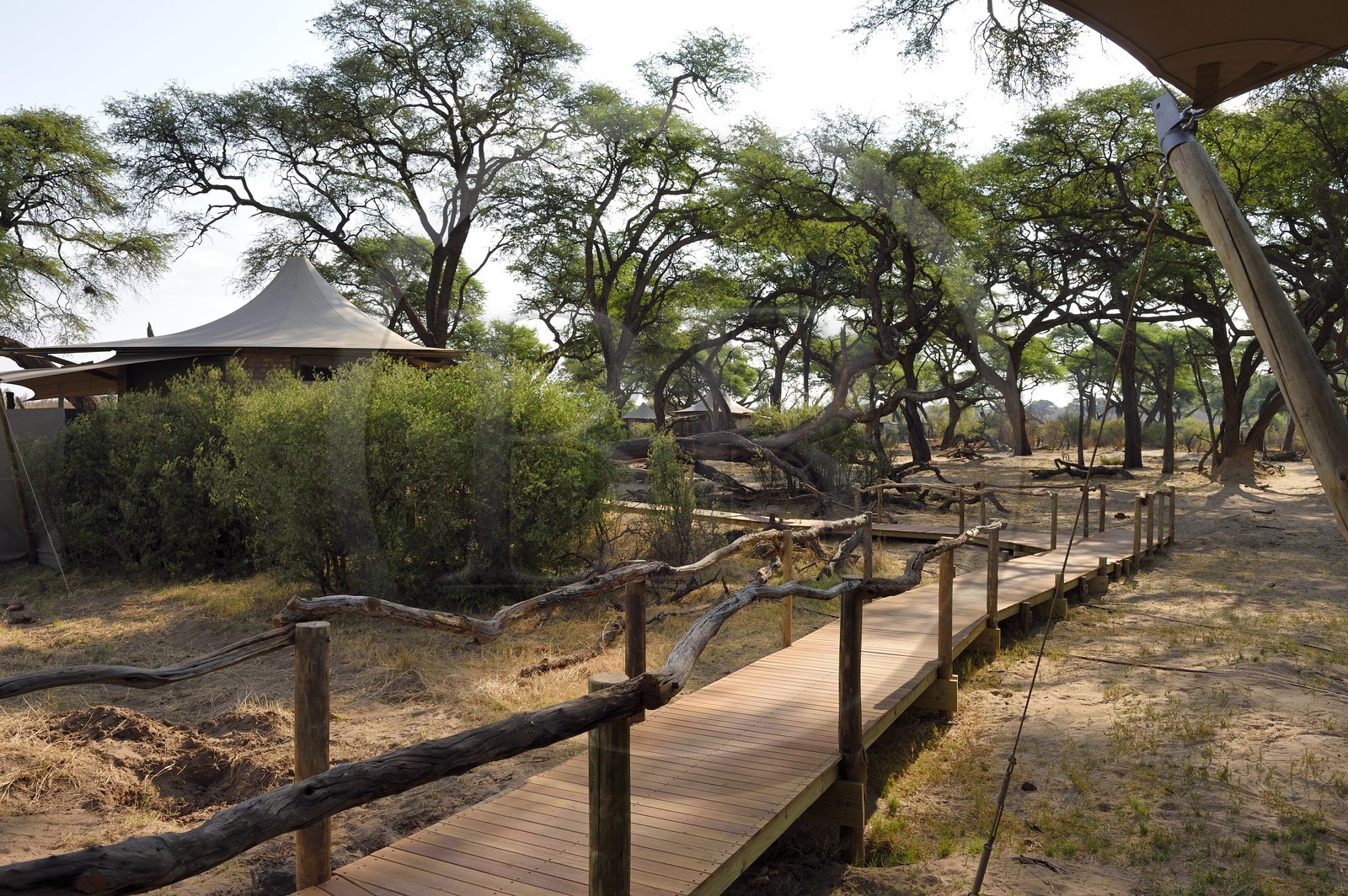 Zimbabwe, province de Matabeleland septentrional, parc national Hwange, Somalisa Camp de African Bush Camps