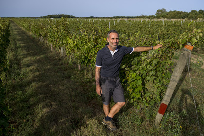 France, Charente-Maritime (17), Ile d'Oléron, Saint-Pierre-d'Oléron, hameau de La Coindrie, le vigneron Eric Mage dans son vignoble