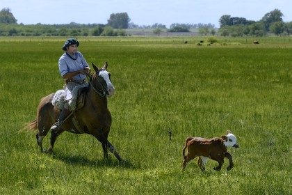Argentine, province de Buenos Aires, San Antonio de Areco, estancia La Bamba de Areco, gauchos au travail