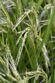 Philippines, province d'Ifugao, les rizières en terrasses de Banaue autour du village de Batad, classées Patrimoine Mondial de l'UNESCO, plant de riz
