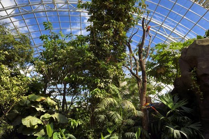 France, Paris (75), Le Parc zoologique de Paris (Zoo de Vincennes), Ara rouge (Ara macao) dans la biozone Guyane sous la Grande Serre