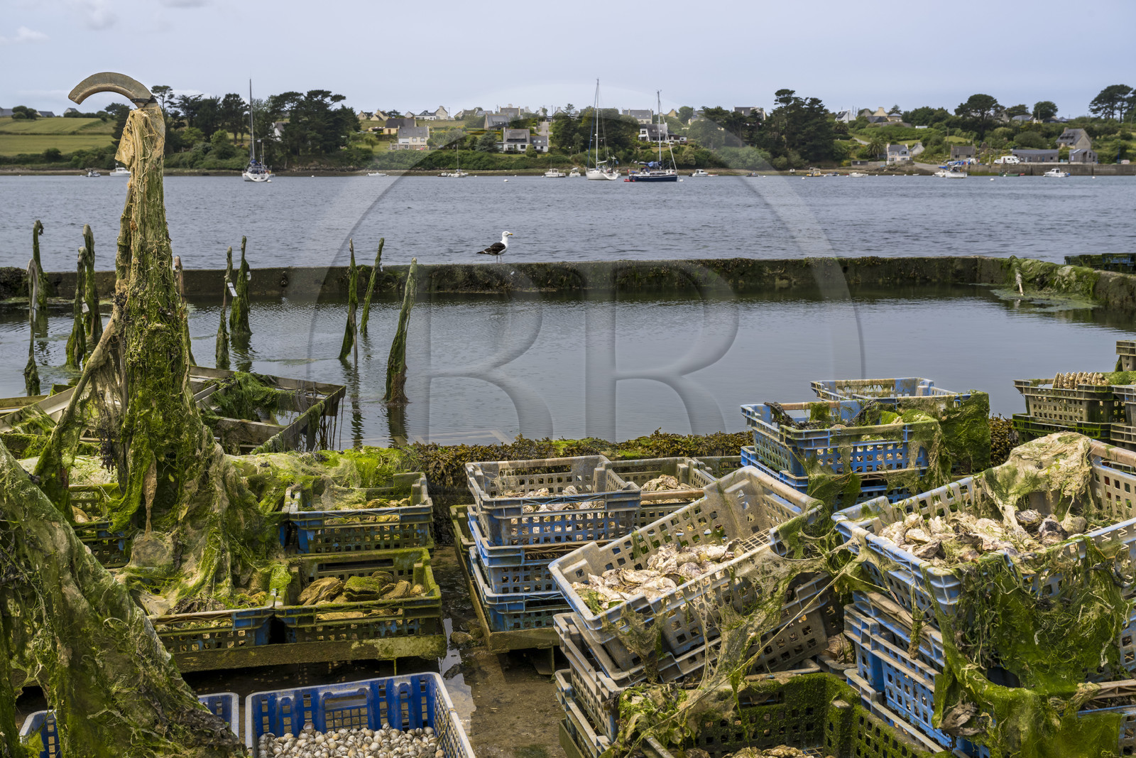 France, Finistère, Abers Country (Pays des Abers), Lannilis, Prat-Ar-Coum fishponds and oyster farm, oyster farming business of the Yvon Madec family on the Aber Benoit