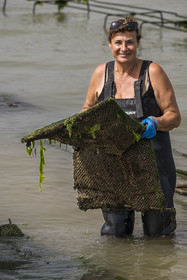 France, Charente Maritime, Oleron island, Dolus d’Oléron, the parks of the Marennes-Oléron basin in the Pertuis d'Antioche, Nadia Quillet returns pockets of crassostrea gigas in her oyster beds on a falling tide