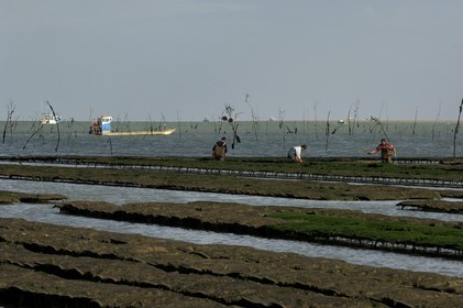 France, Charente-Maritime (17), le bassin Marrennes-Oléron au large de l'Ile d'Oléron, chaland dans les parcs à huîtres