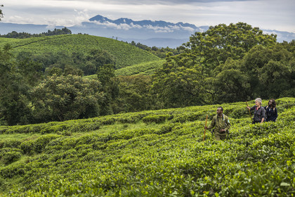 Rwanda, Province de l’Ouest, Gisakura, Parc national de Nyungwe, le garde de African Parks Claver Mtoyinkima guidant des touristes sur la piste des Colobes de Ruwenzori (Colobus angolensis ruwenzorii) pendant un safari à pied dans la forêt tropicale humide naturelle bordée par les plantations de thé, les montagnes de Kahuzi-Biega dans la République démocratique du Congo en arrière plan