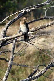Zimbabwe, Matabeleland North Province, Victoria Falls, the Zambezi River upstream from Victoria Falls, reed cormorant (Microcarbo africanus)