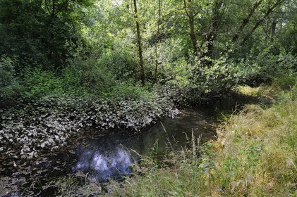 France, Nièvre (58), La Charité-sur-Loire, les bords de Loire le long du sentier du castor