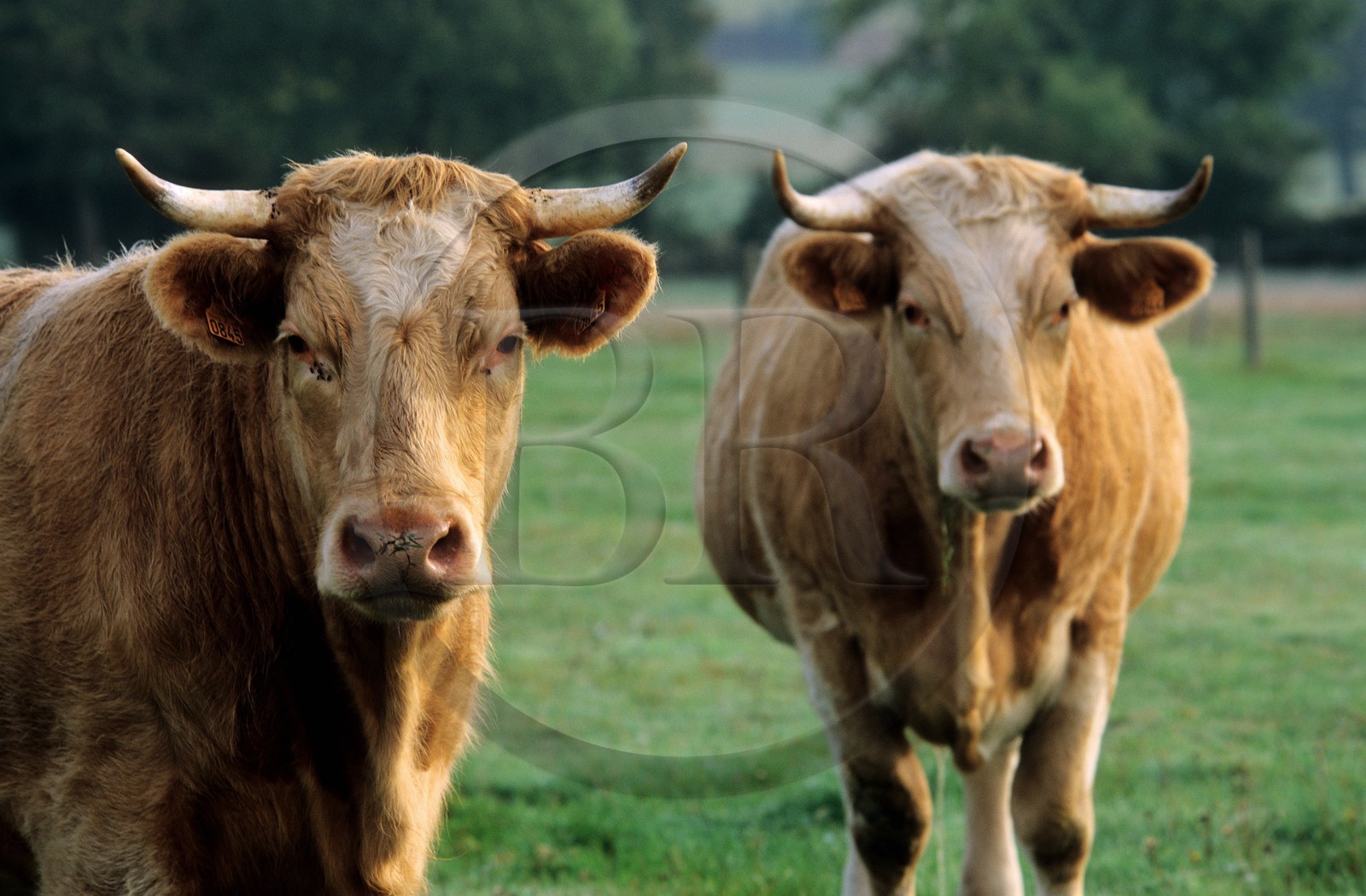 France, Manche (50), vaches