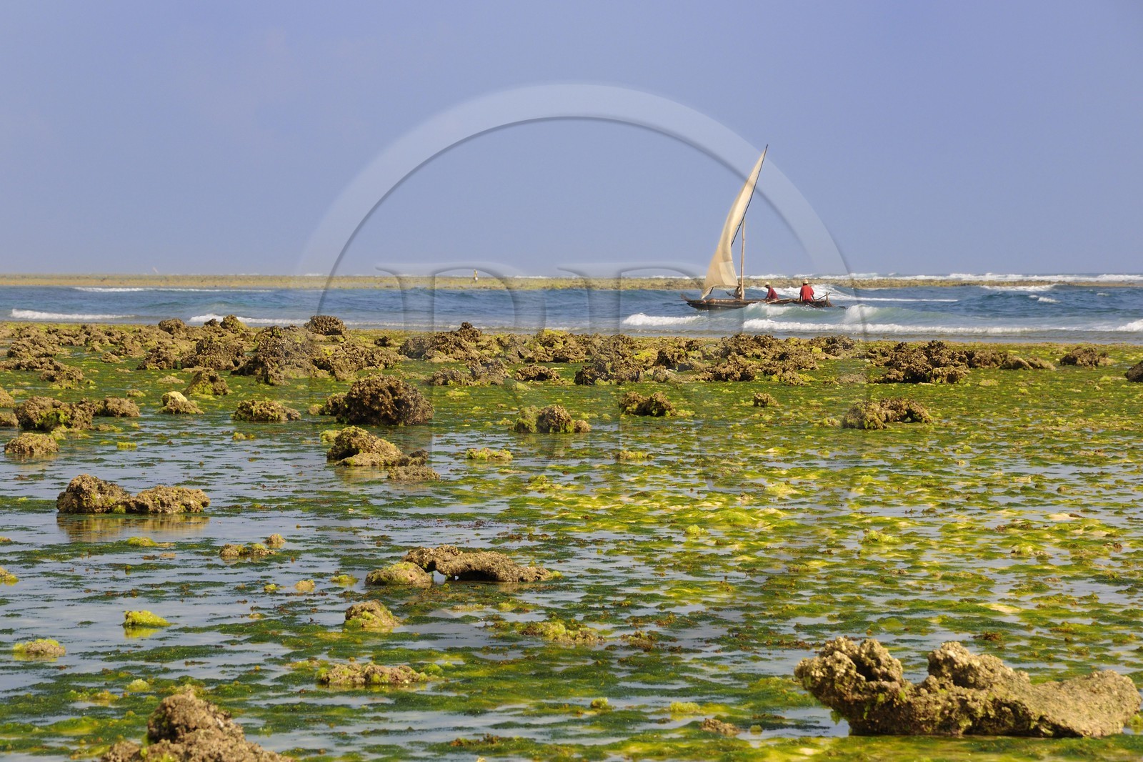 Tanzanie, archipel de Zanzibar, île de Unguja (Zanzibar), côte Sud-Est, Bwejuu, pêcheurs sur un dhow (boutre traditionnel) passant les récifs coraliens