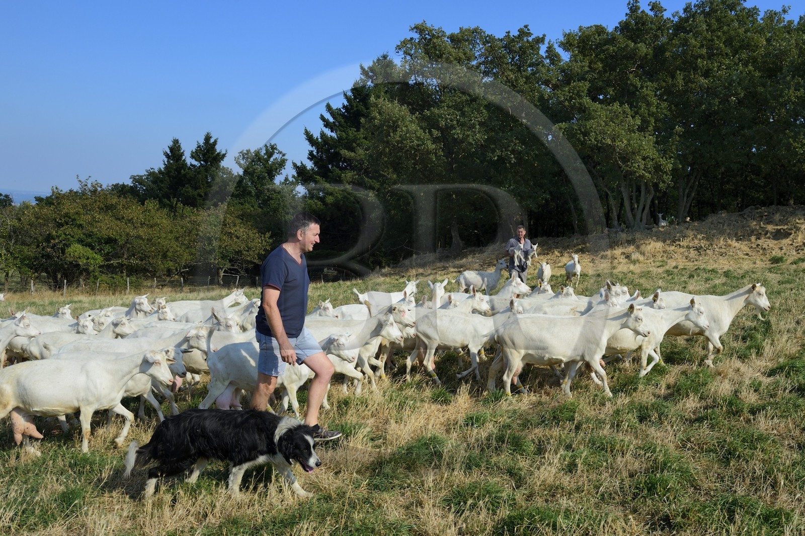 France, Loire (42), Parc Naturel Régional du Pilat, Pélussin, production par le GAEC de la Cabriole du fromage de chèvre Rigotte de Condrieu AOC, le troupeau de chèvres de Claude et André Boucher, André Boucher avec son chien