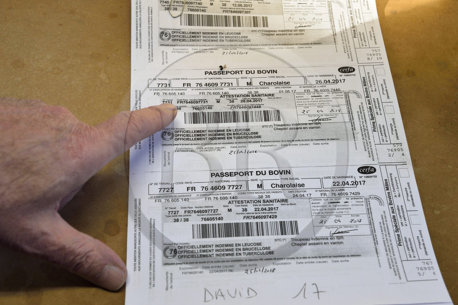 France, Seine-Maritime (76), Forges-les-eaux, marché couvert aux bestiaux, chaque bête est accompagnée de son passeport vérifié à l’entrée du marché
