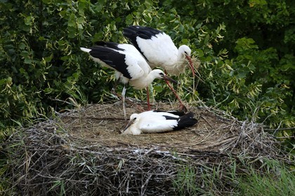France, Haut-Rhin (68), Ungersheim, écomusée d'Alsace, cigogne
