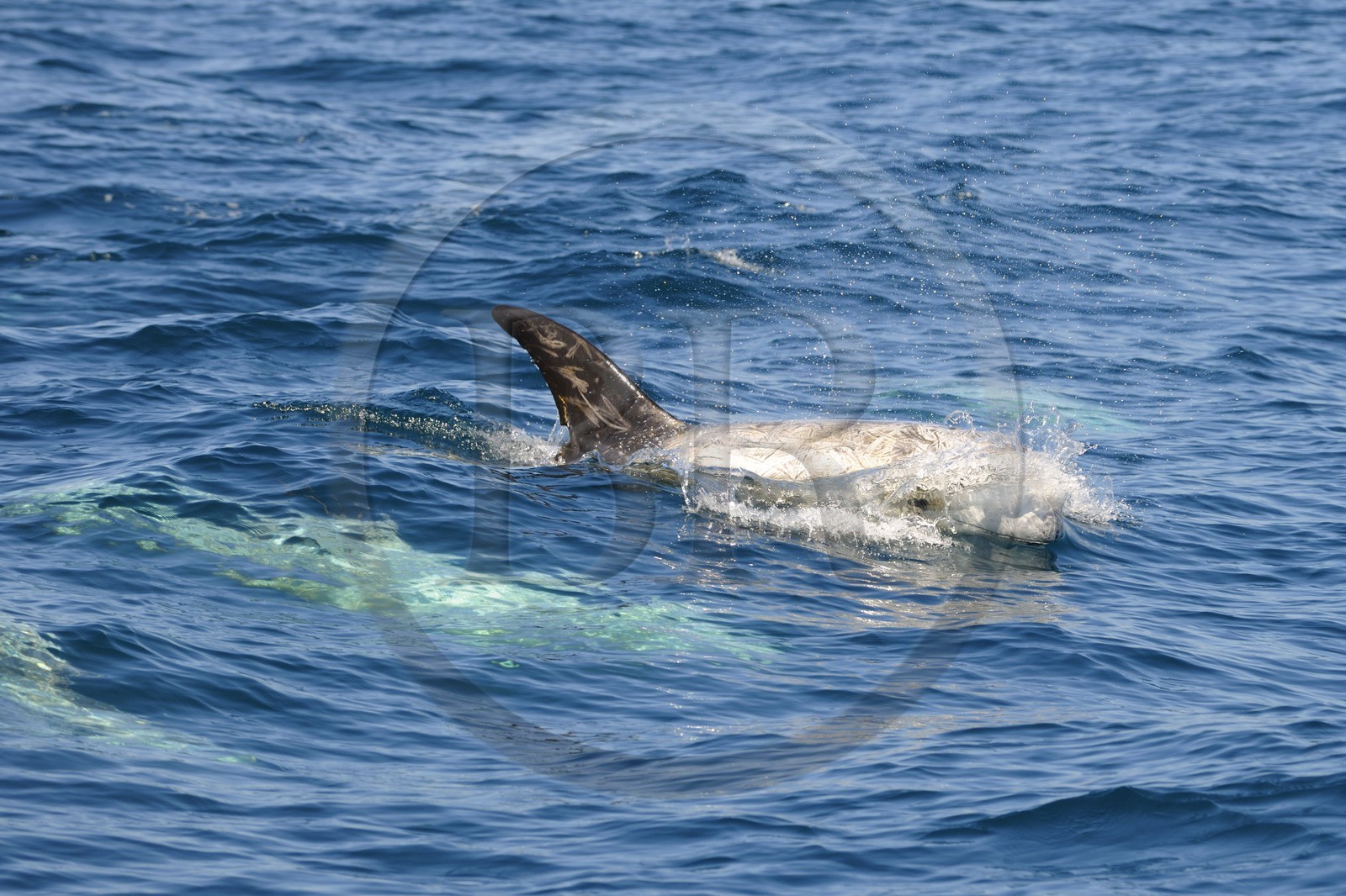 Etats-Unis, Californie, Monterey Bay, dauphins Grampus ou Risso's Dolphin (Grampus griseus)