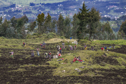 Rwanda, Province du Nord, District de Musanze (Ruhengeri), culture des champs sur les pentes volcaniques du mont Karisimbi dans les montagnes des Virunga en bordure du Parc national des Volcans où vivent les gorilles