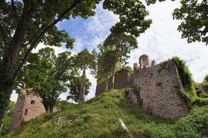 France, Haut Rhin, the Alsace Wine Route, Ribeauville, castle of Haut Ribeaupierre (or Altenkastel)