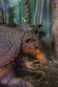 France, Guyane, Cayenne, musée départemental Alexandre-Franconie, Tatou géant (Priodontes maximus) naturalisé encore appelé cabassou