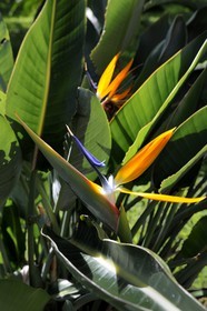 France, Reunion island (French overseas department),