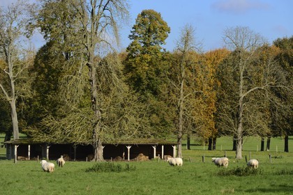 France, Yvelines (78), parc du château de Versailles, classé Patrimoine Mondial de l'UNESCO, parc aux moutons