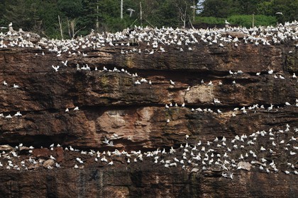 Canada, Quebec Province, Gaspesie, île Bonaventure (Bonaventure Island), Northern Gannets