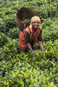 Rwanda, Province de l’Ouest, Nyakabuye, cueillette du thé dans une plantation de thé