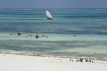 Tanzanie, archipel de Zanzibar, île de Unguja (Zanzibar), côte Sud-Est, Bwejuu, pêcheur sur un dhow (boutre traditionnel)
