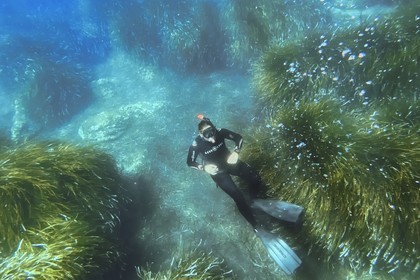 France, Var, Le Rayol Canadel sur Mer, Domaine du Rayol, Jardin des Mediterranees, Conservatoire du Littoral Estate compulsory mention, the marine path, snorkeling in the Posidonia herbarium