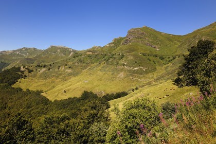 France, Cantal, Monts du Cantal, Parc Naturel Regional des Volcans d' Auvergne (Regional Nature Park of the Volcanoes of Auvergne), the Vallee de la Jordanne (Jordanne Valley) towards Mandaille-Saint-Julien