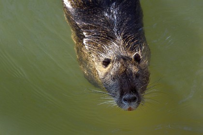 France, Val de Marne, the Marne riverside, Bry sur Marne, coypu also known as the nutria (Myocastor coypus)