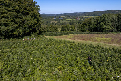 France, Nièvre (58), Parc naturel régional du Morvan, Gouloux, établissement Marchand (scierie, saboterie et boissellerie), Pierre Marchand sur son terrain de production de sapins de Noël de Nordmann et d’épicéas issus d’une production arboricole raisonnée et durablement gérée (vue aérienne)