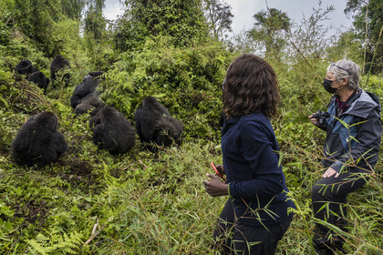 Rwanda, Province du Nord, Parc National des Volcans dans la chaine des Monts Virunga, mont Karisimbi, touristes observant des gorilles des montagnes  (Gorilla beringei beringei), le dos argenté (silverback) nommé Impuzamahanga qui est le male dominant à gauche