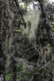 Canada, province du Québec, Côte Nord, Havre-Saint-Pierre, le Parc National Archipel de Mingan dans le golfe du Saint Laurent, forêt boréale
