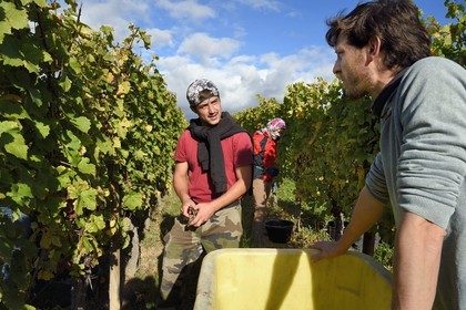 France, Haut-Rhin (68), Route des vins d'Alsace, Ribeauvillé, vendanges sur une parcelle du Domaine viticole Marcel Deiss, Mathieu Deiss à droite discutant avec un de ses vendangeur