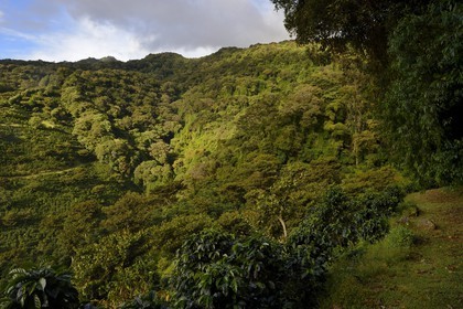 Panama, Chiriqui province, Boquete, Coffee Plantation Finca Lerida, on the slopes of Volcan Baru