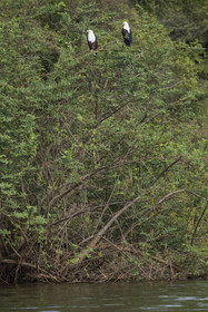 Rwanda, Parc national de l'Akagera, lac Ihema, Aigle pecheur d'Afrique ou Pygargue vocifer (Haliaeetus vocifer)