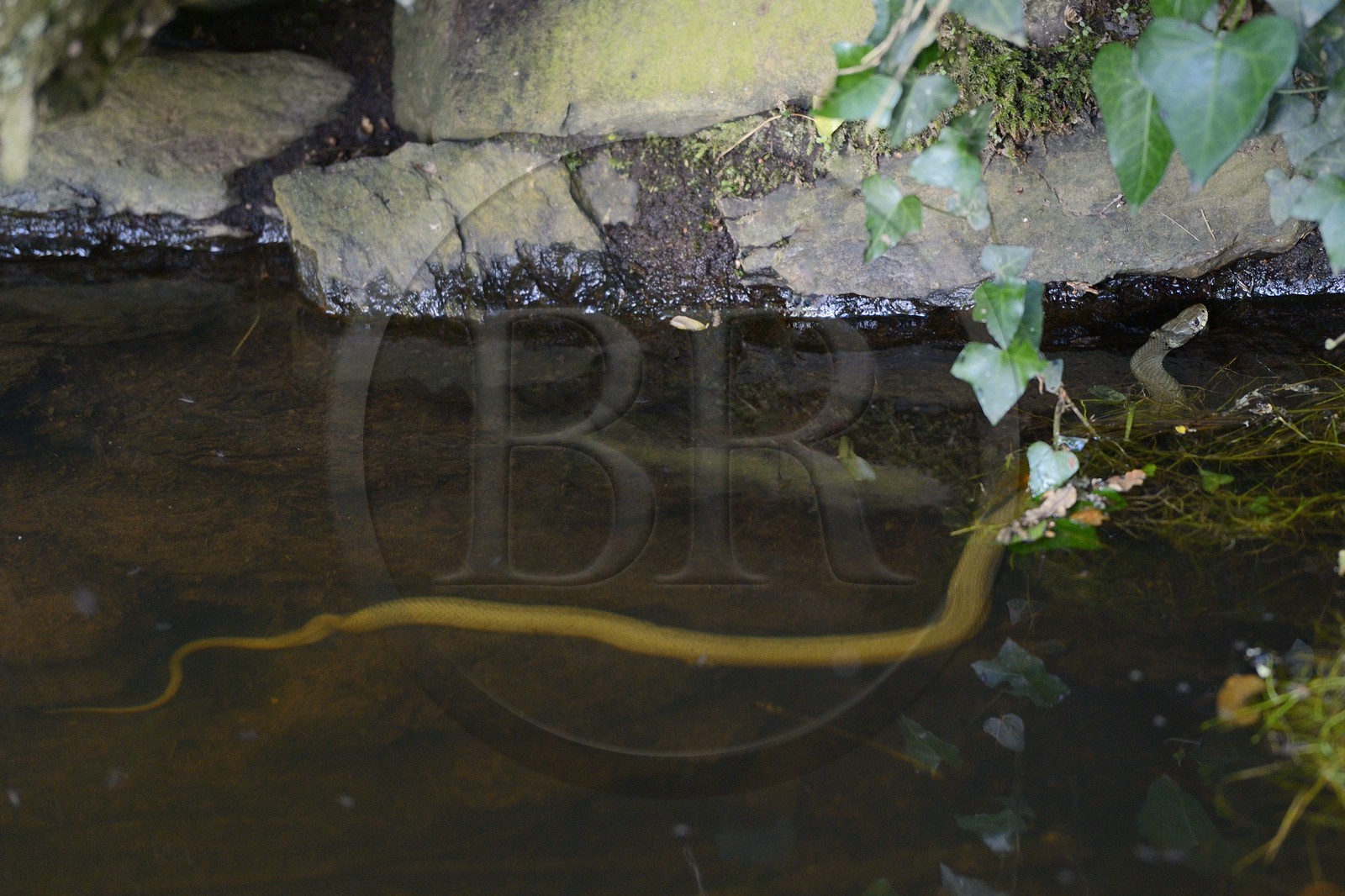 France, Morbihan (56), forêt de Brocéliande, Tréhorenteuc, la Mare aux Fées du Val sans Retour, couleuvre vipérine (Natrix maura) France, Morbihan (56), forêt de Brocéliande, Tréhorenteuc, la Mare aux Fées du Val sans Retour, couleuvre vipérine (Natrix maura)
