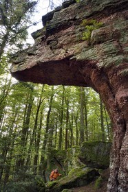 France, Haut Rhin, Thannenkirch, hiking in the Taennchel massif, site known as the Rocher Pointu